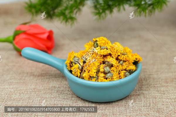 黃貢菊