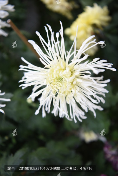 菊花