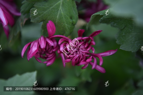 菊花