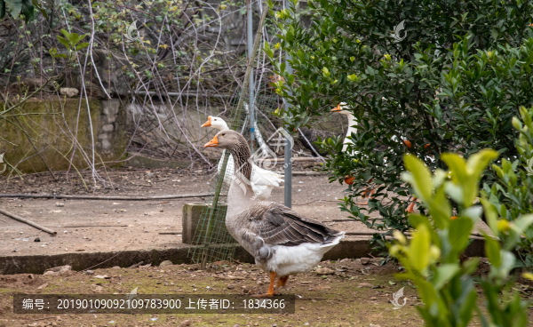 鵝
