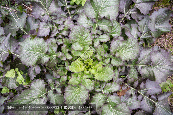野油菜