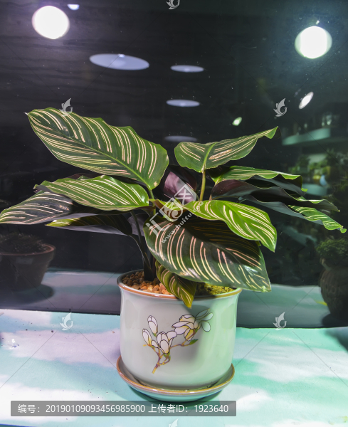 小盆栽