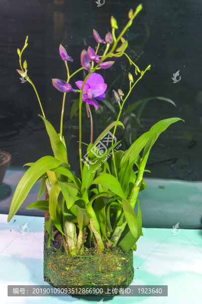小盆栽