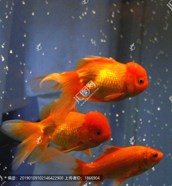 鶴頂紅金魚