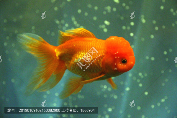 鶴頂紅金魚