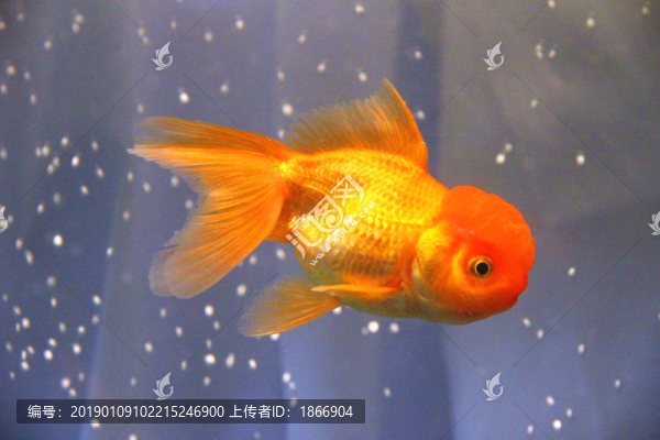 鶴頂紅金魚
