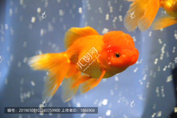 鶴頂紅金魚