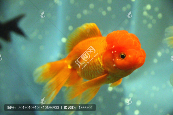 鶴頂紅金魚