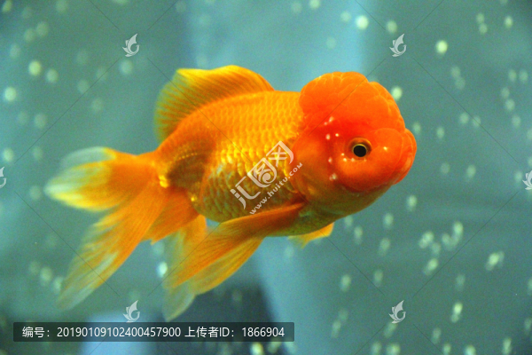 鶴頂紅金魚