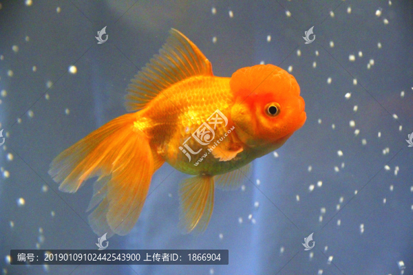 鶴頂紅金魚