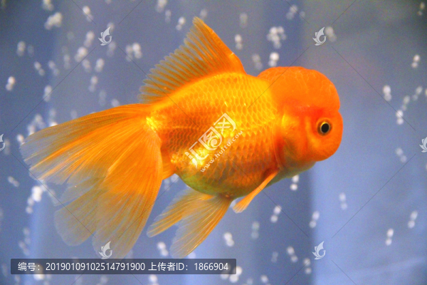 鶴頂紅金魚
