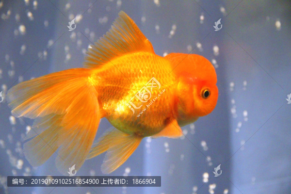 鶴頂紅金魚