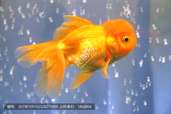鶴頂紅金魚