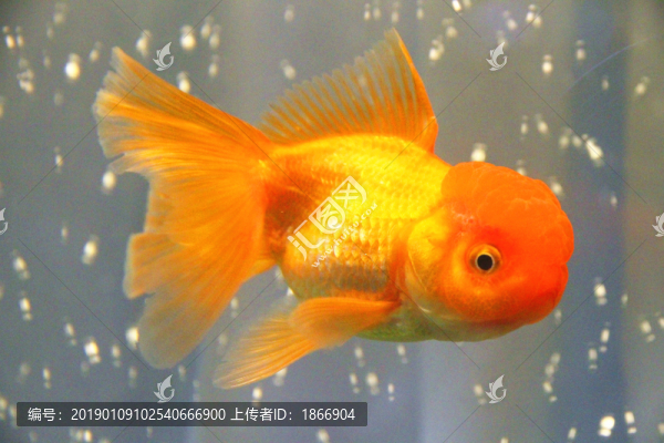 鶴頂紅金魚