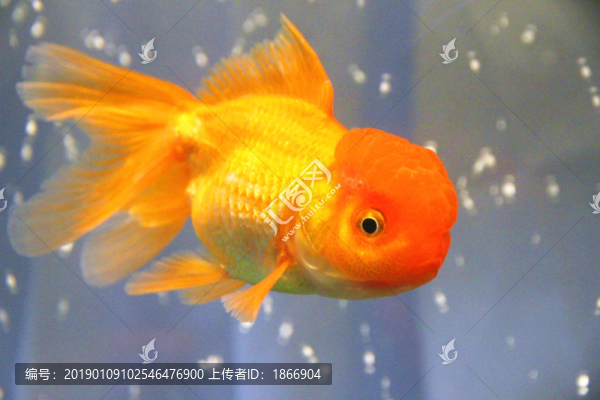 獅子頭金魚