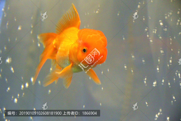 鶴頂紅金魚