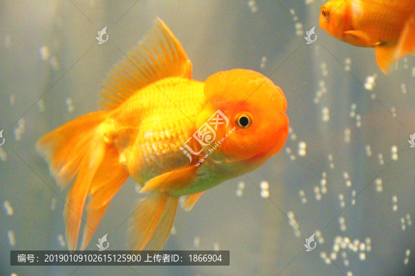 鶴頂紅金魚