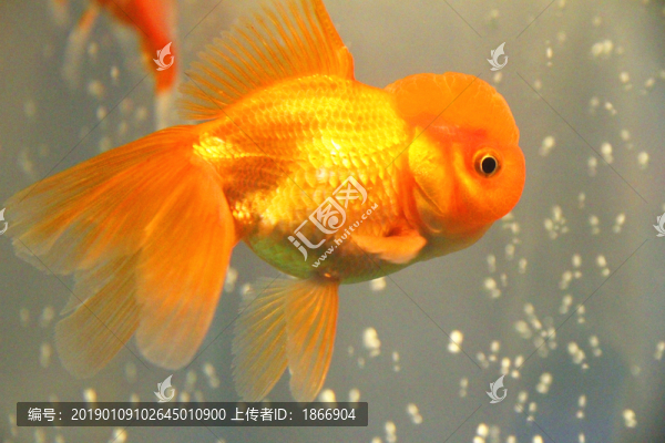 獅子頭金魚