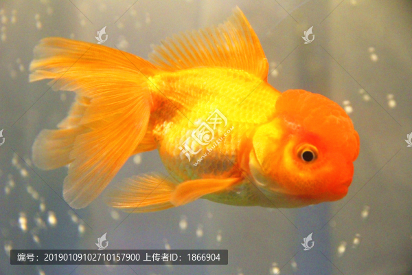 獅子頭金魚