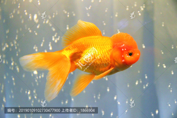 鴻運當(dāng)頭