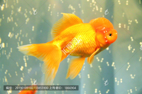 獅子頭金魚