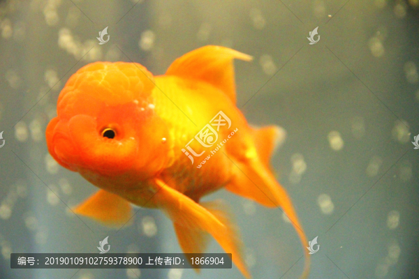 獅子頭金魚