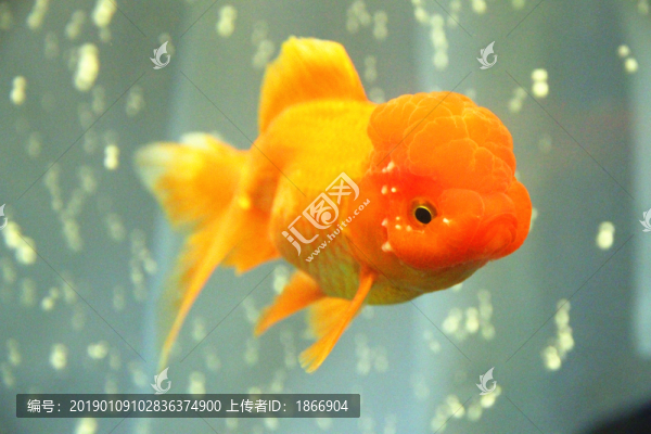 獅子頭金魚