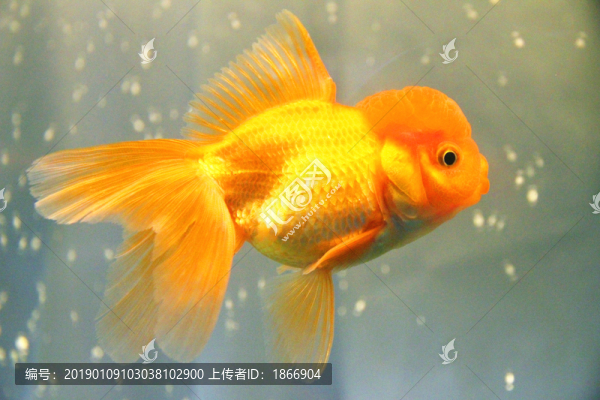 鴻運當(dāng)頭