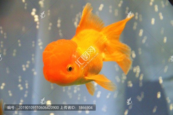 獅子頭金魚