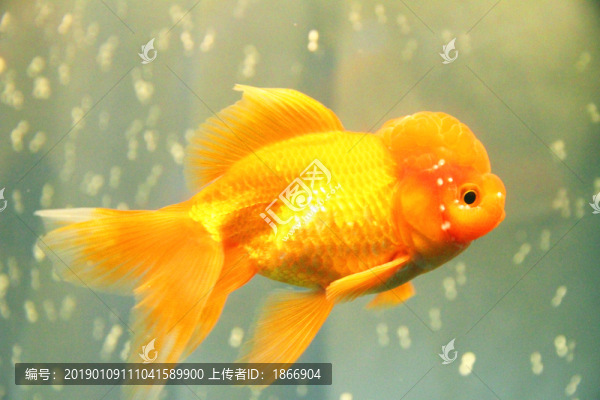 鶴頂紅金魚
