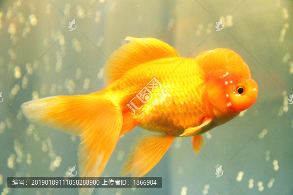 鶴頂紅金魚