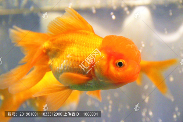 鶴頂紅金魚
