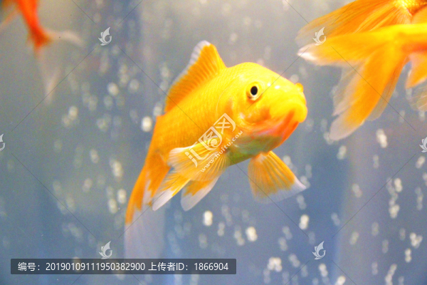錦鯉