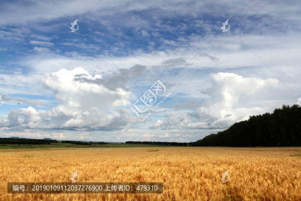 麥田