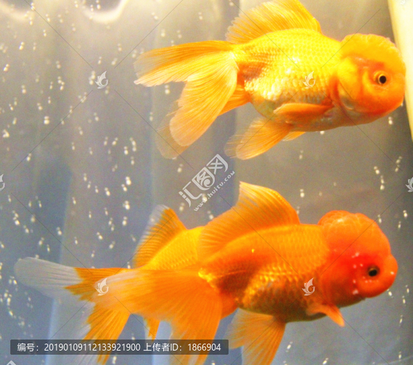 獅子頭金魚