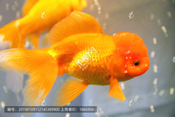 獅子頭金魚