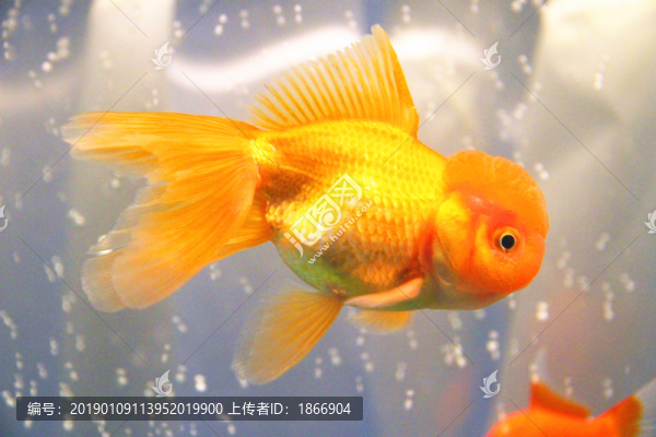 鶴頂紅金魚