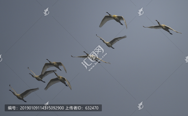 白琵鷺群飛