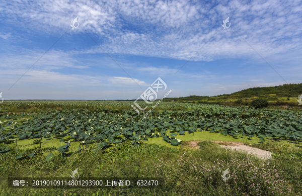 龍感湖的夏天