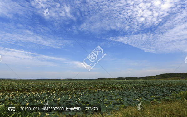 龍感湖的夏天