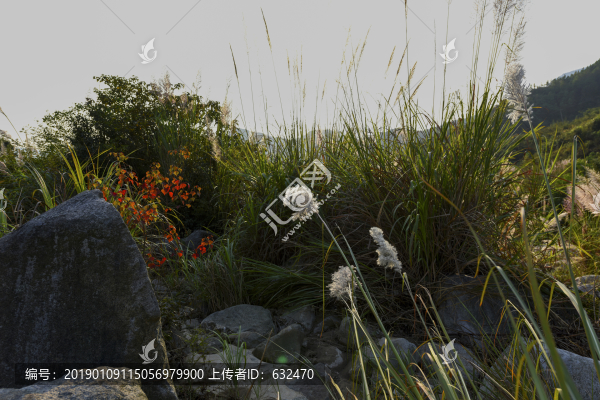 山中野生植物
