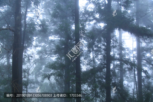 云霧廬山森林