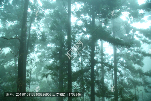 云霧廬山森林