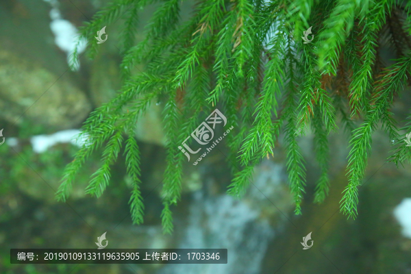 云霧廬山森林