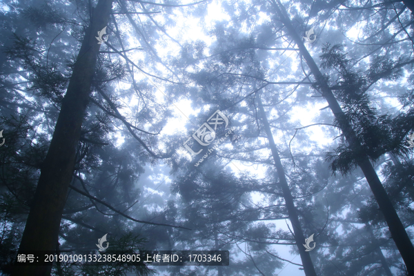 森林云霧廬山