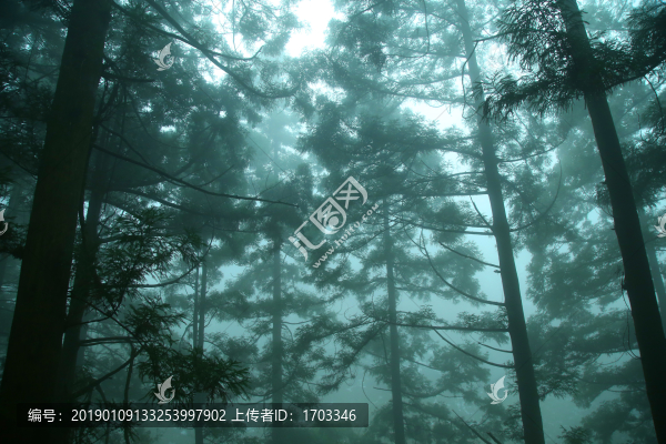 云霧廬山森林