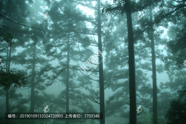云霧廬山森林