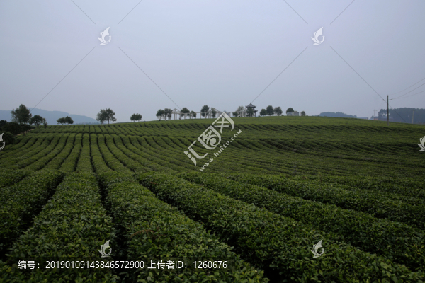 茶園