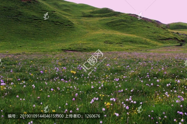 野花