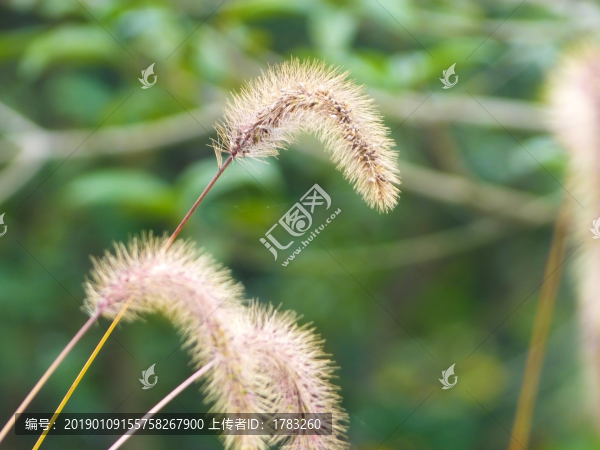 狗尾草